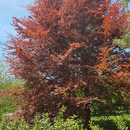 Aparthotel Lorica Suite Lago